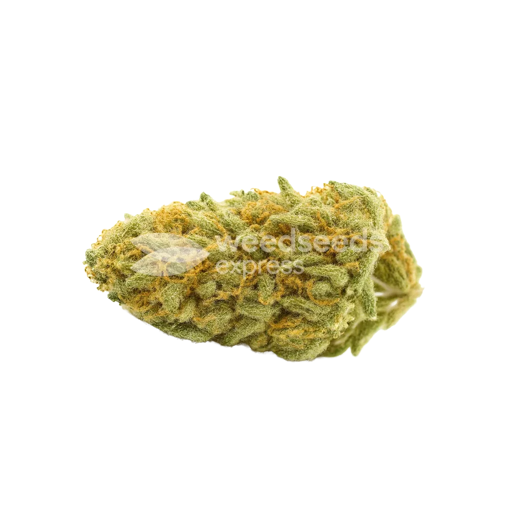 Cheese Auto Bud
