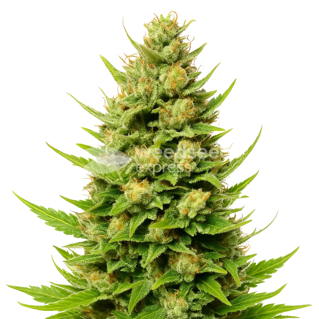 Cheese Auto Plant