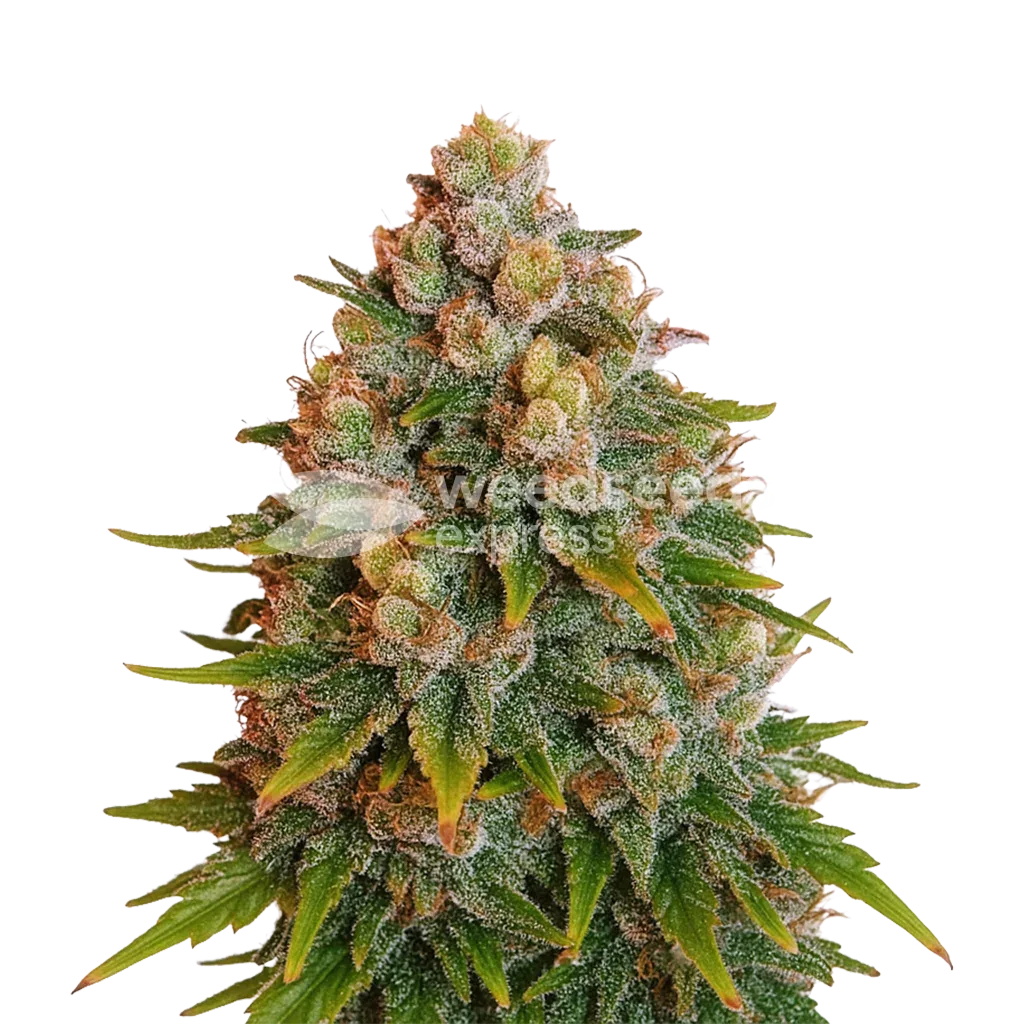 Cherry Pie Auto Fast Flowering Plant