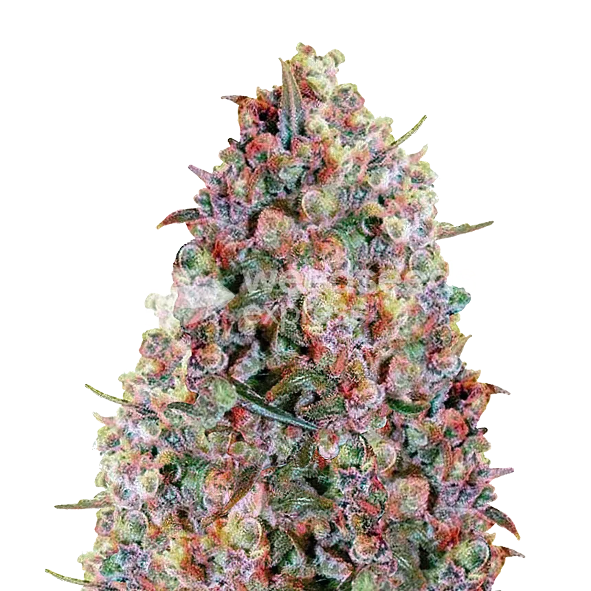 Cherry Pie plant