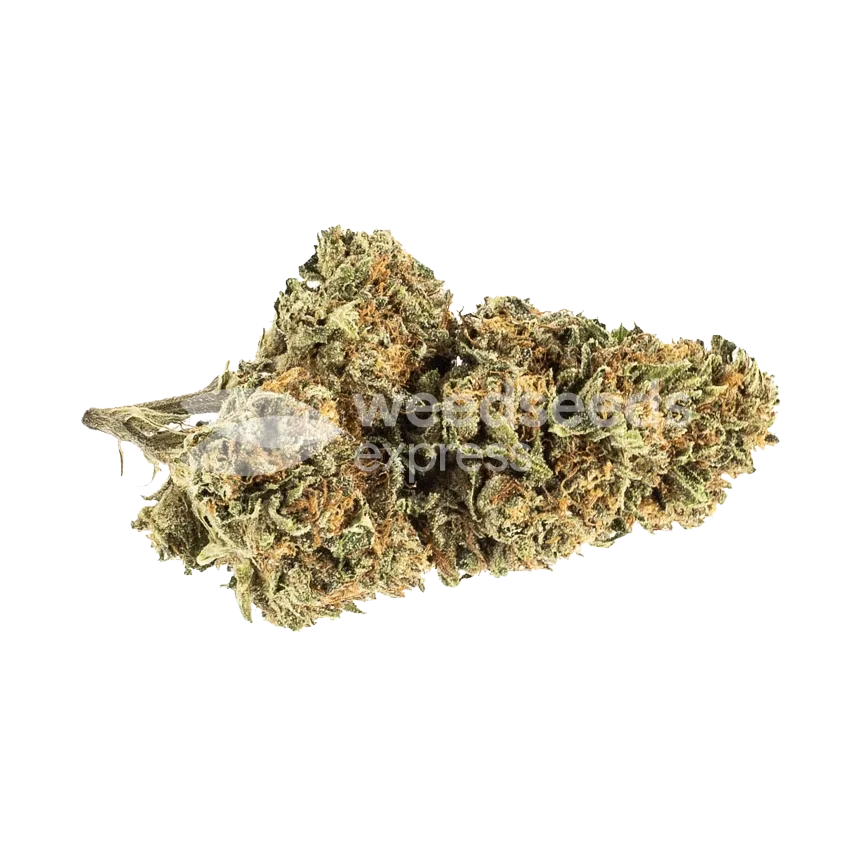 Chocolate Thai Bud