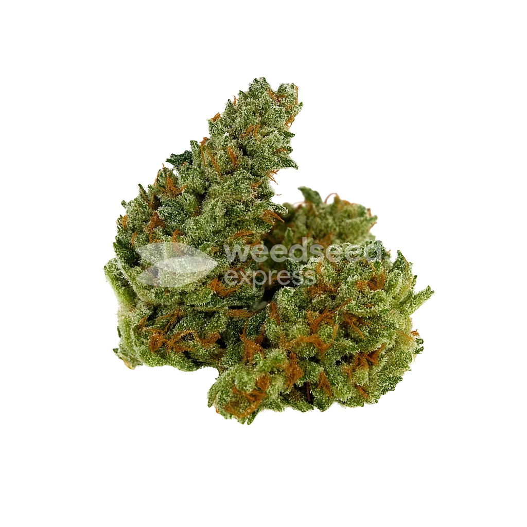 Chocolope Auto Bud