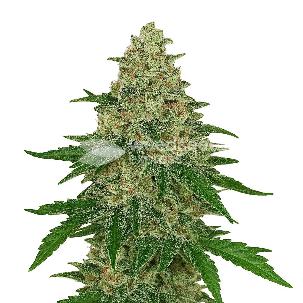 Chocolope Auto Plant