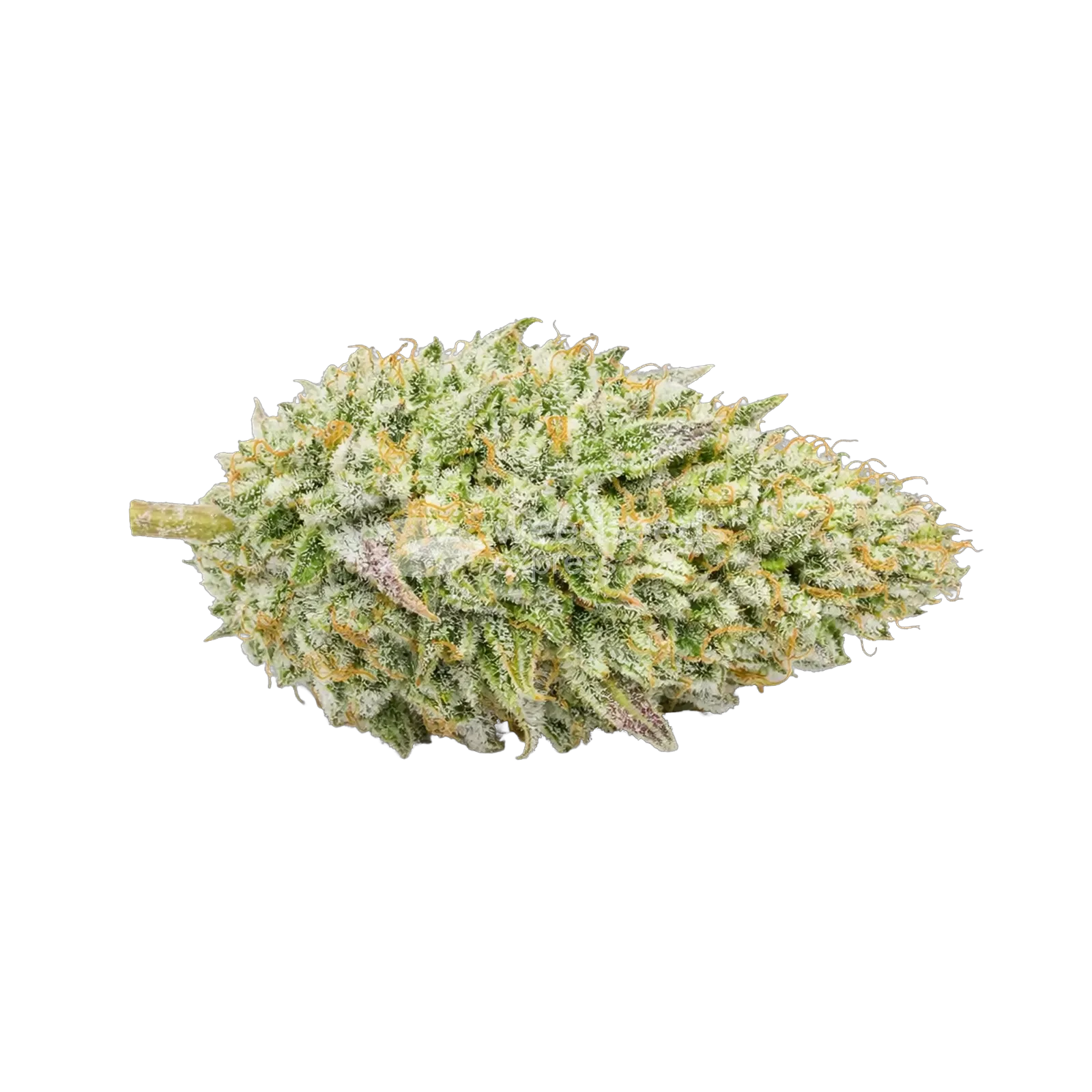 Chronic Cannabis Top