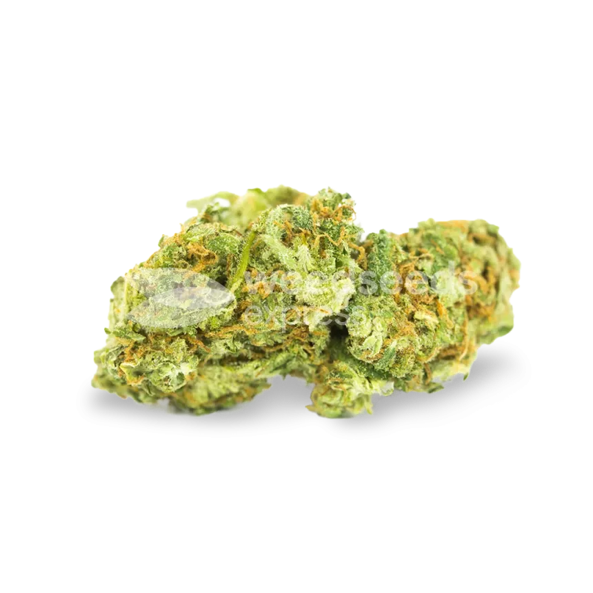 Cinderella 99 bud