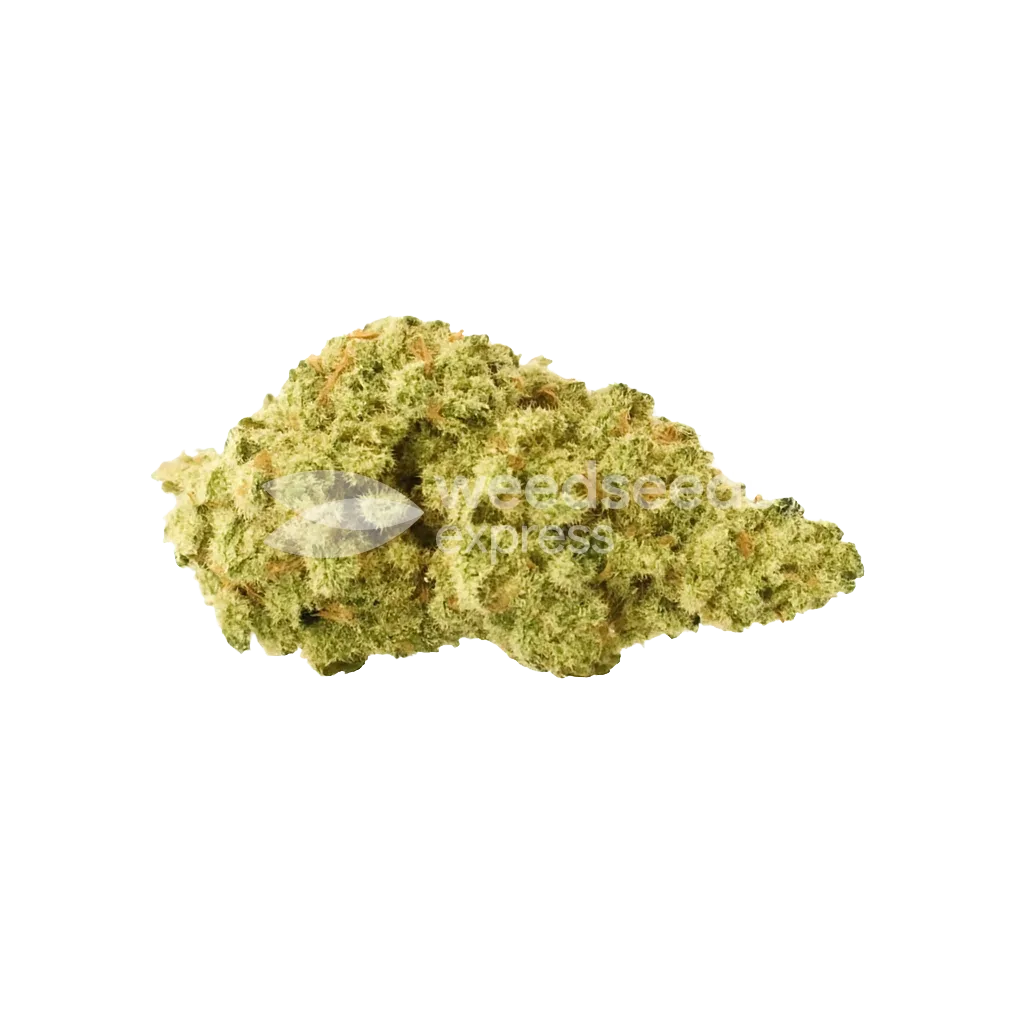Colombian Gold Auto Bud