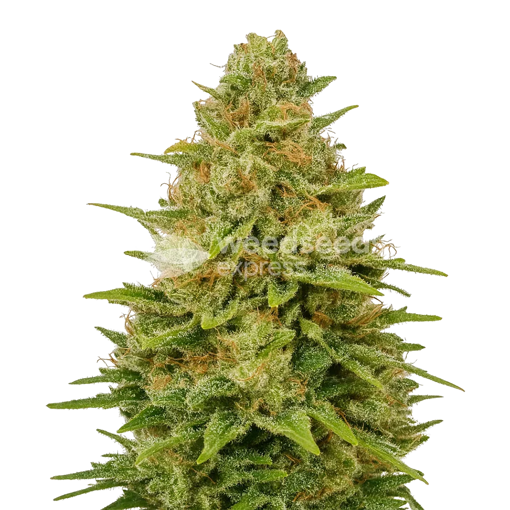 Colombian Gold Auto Plant