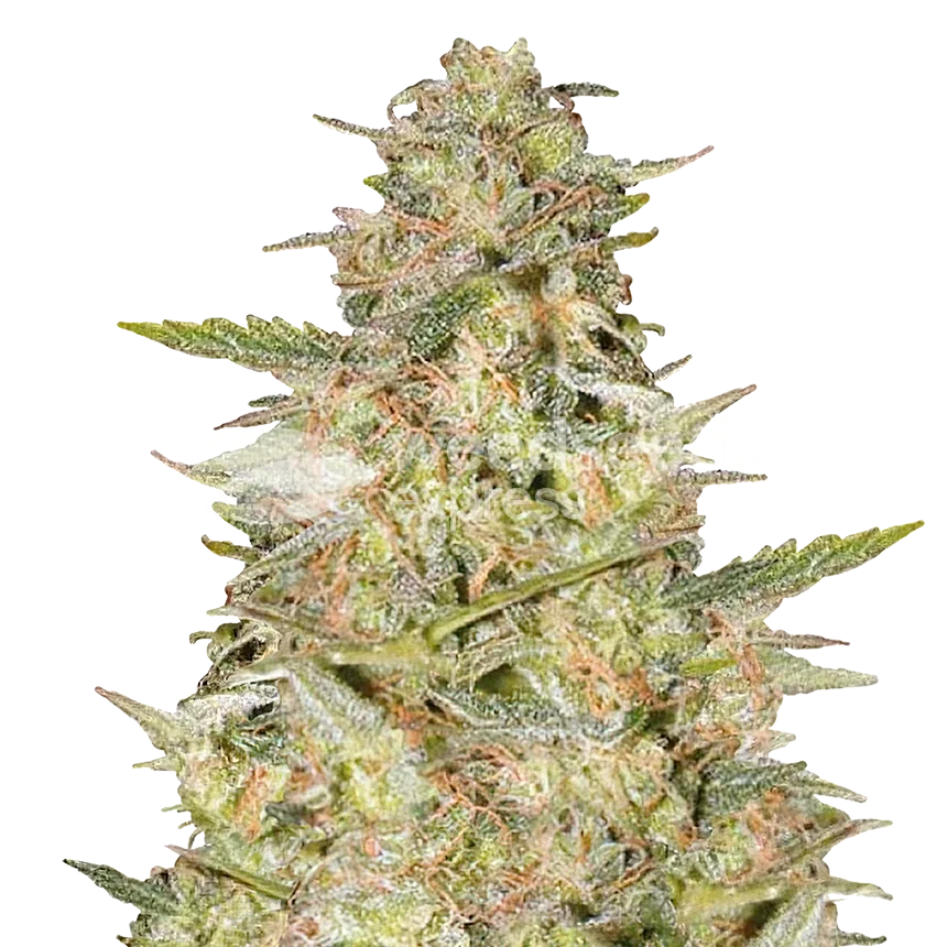 Colombian Gold Cannabisplant