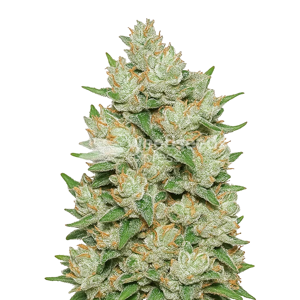 Cookies and Cream Auto Plant