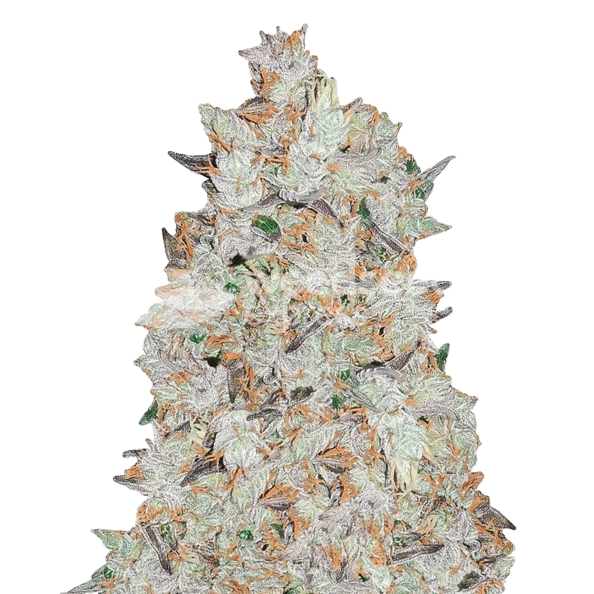 Cookies and Cream Plant