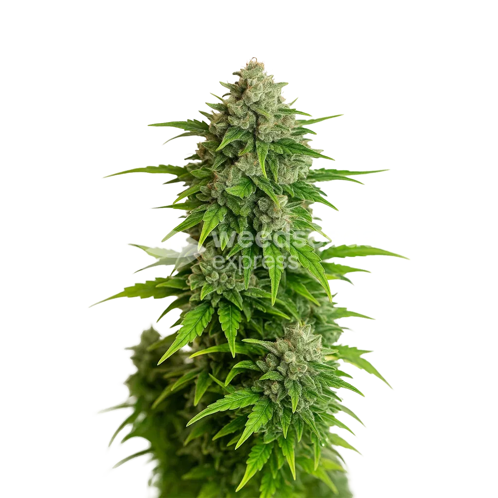 Critical Auto Plant