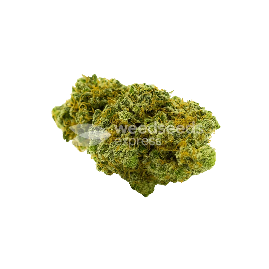 Critical Jack Auto Bud