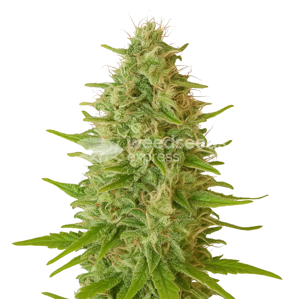 Critical Jack Auto Plant