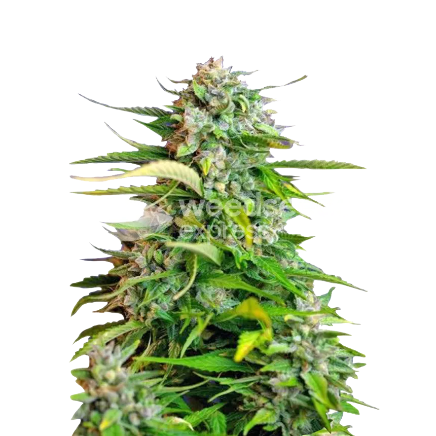 Critical cannabisplant