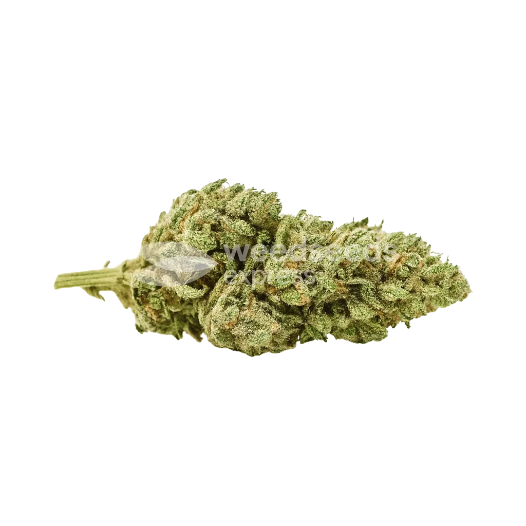 Critical Purple Auto Bud