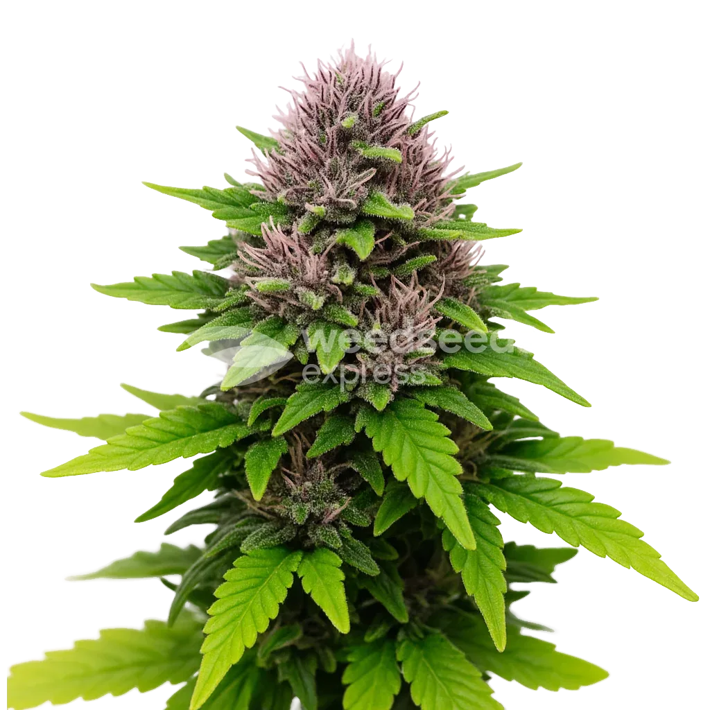 Critical Purple Auto Plant