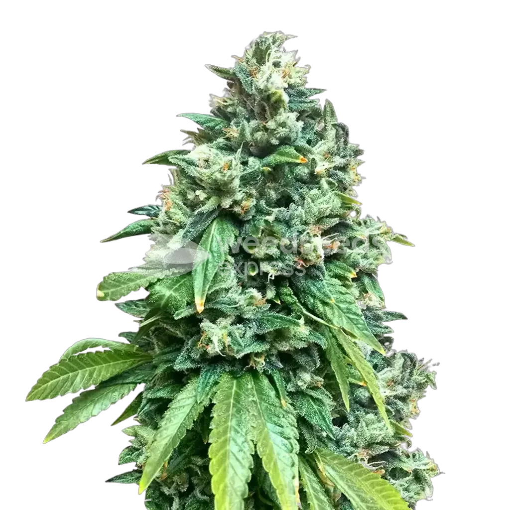 Crunch Berries Plant