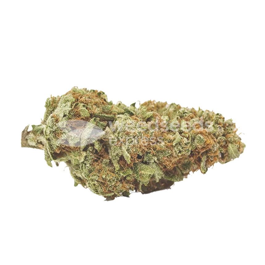 Crystal Bud