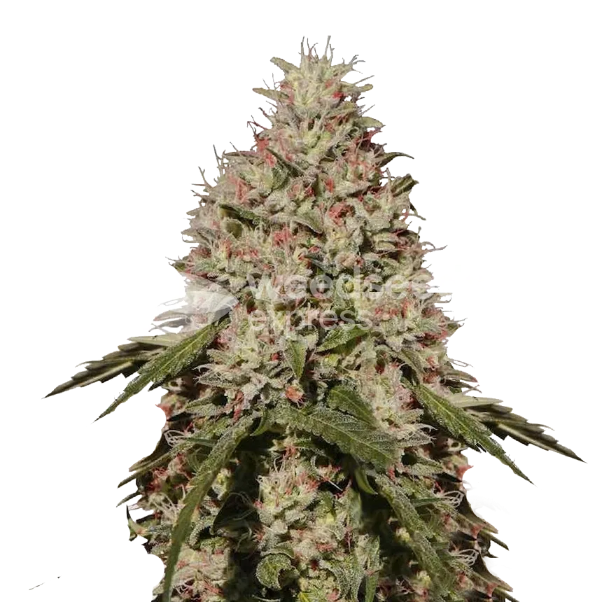 Death Star Plant