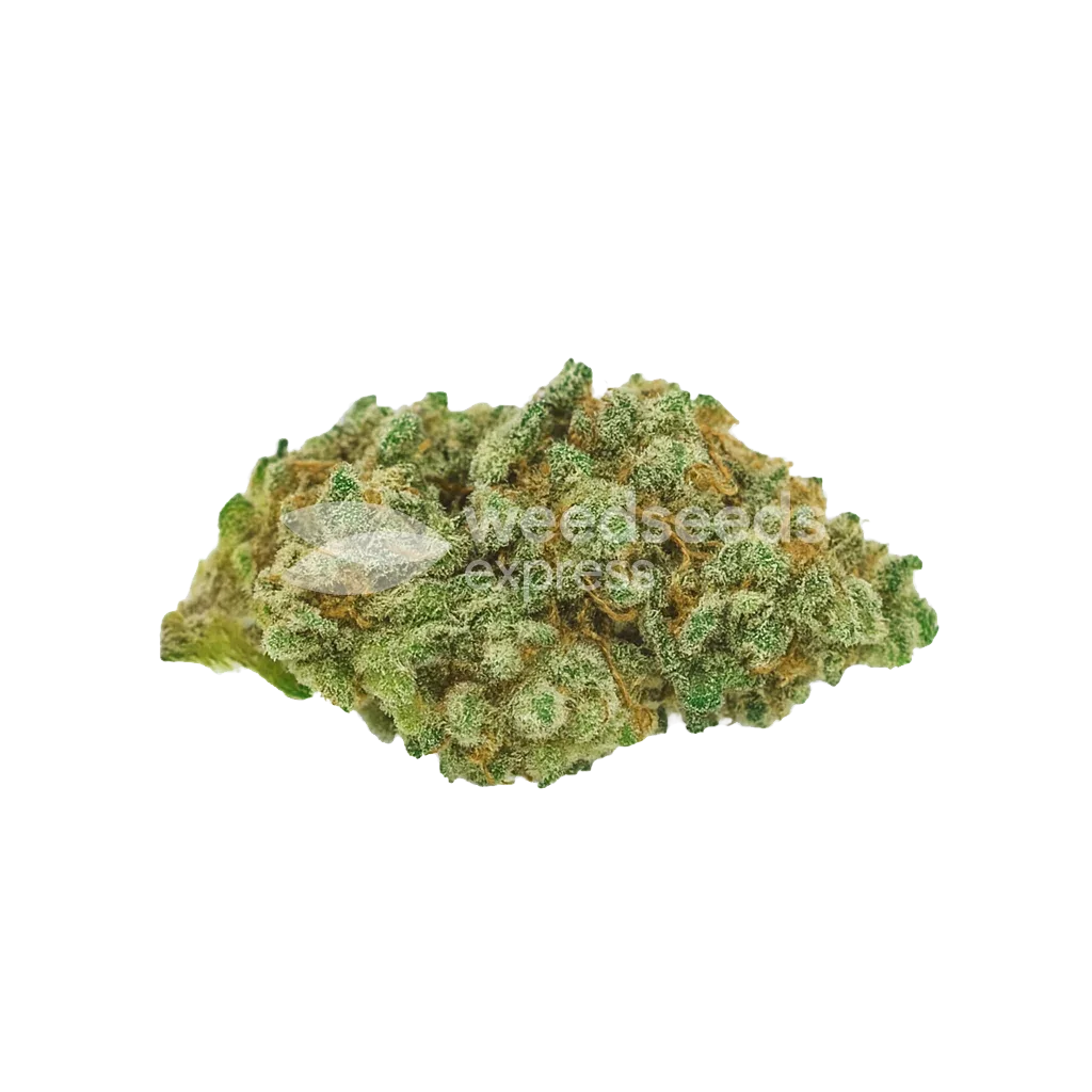 Diesel Auto Bud