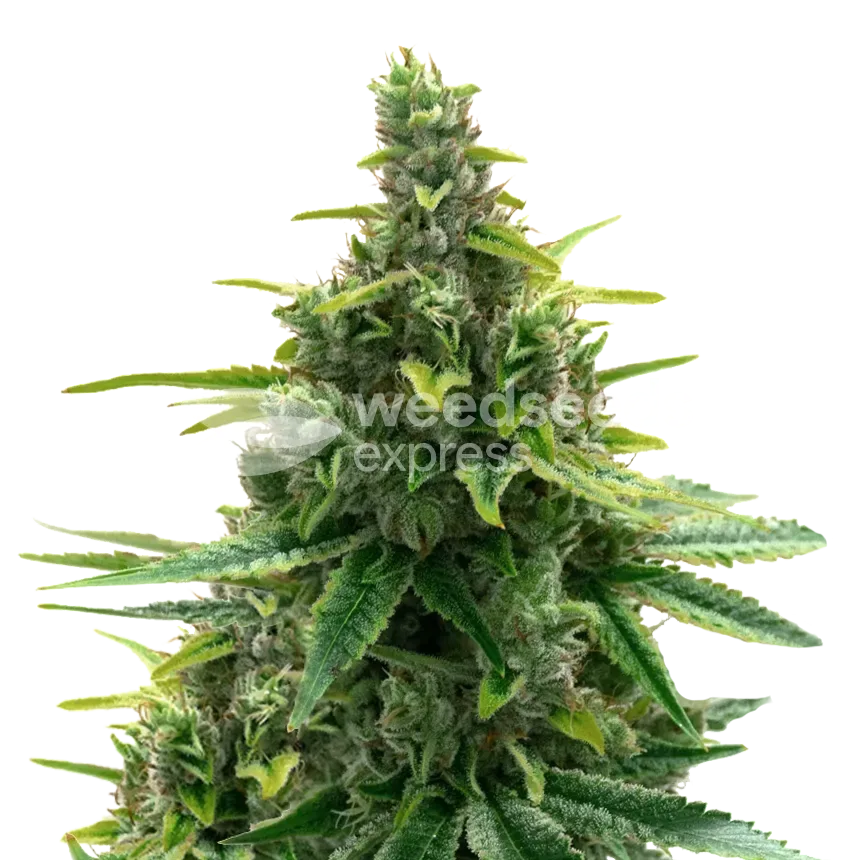 Diesel plant