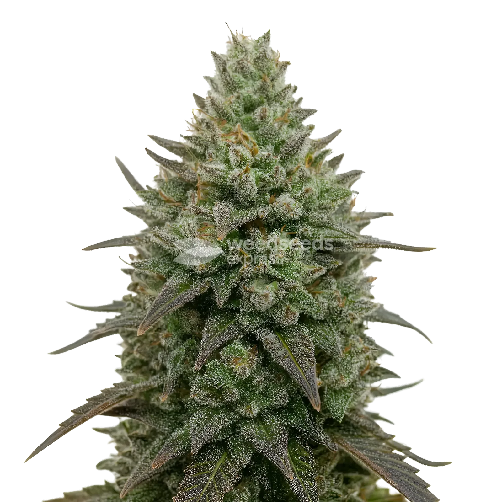 Donny Burger Cannabis Plant