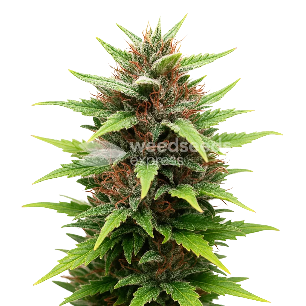Durban Poison Auto Plant