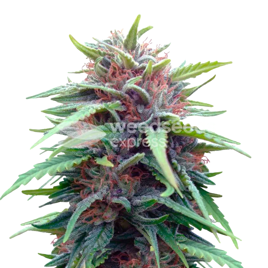 Durban Poison Cannabisplant