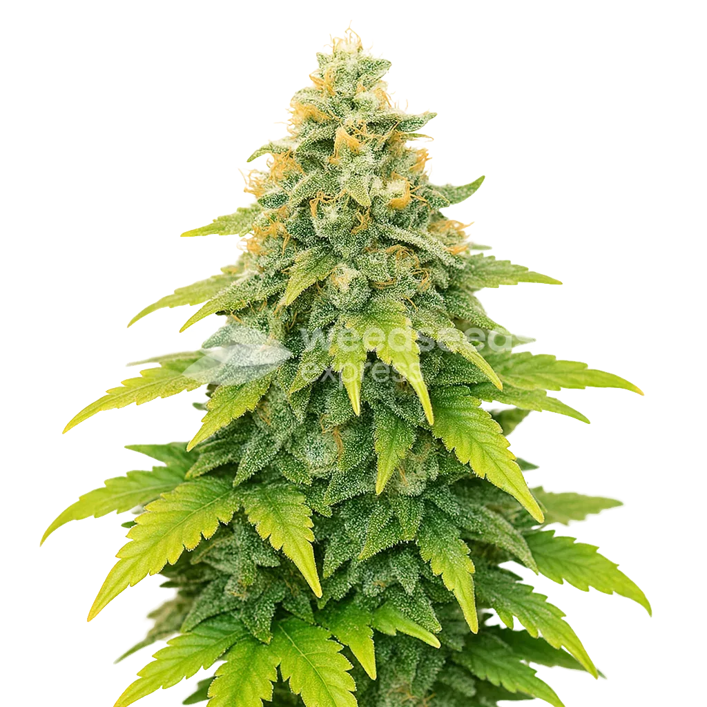 Fat Bastard Auto Plant