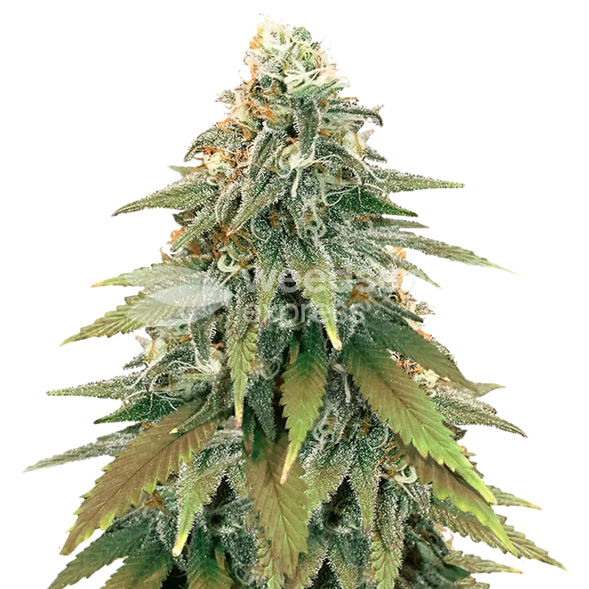 Fat Bastard plant