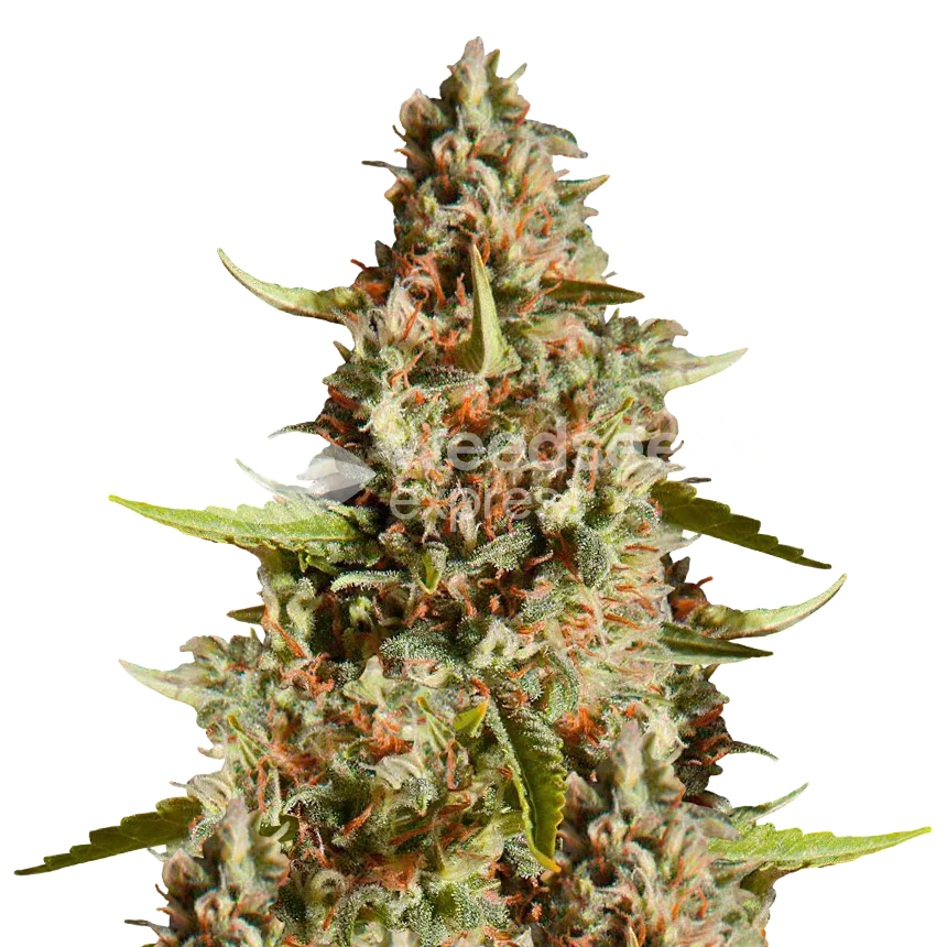 Fire OG Plant
