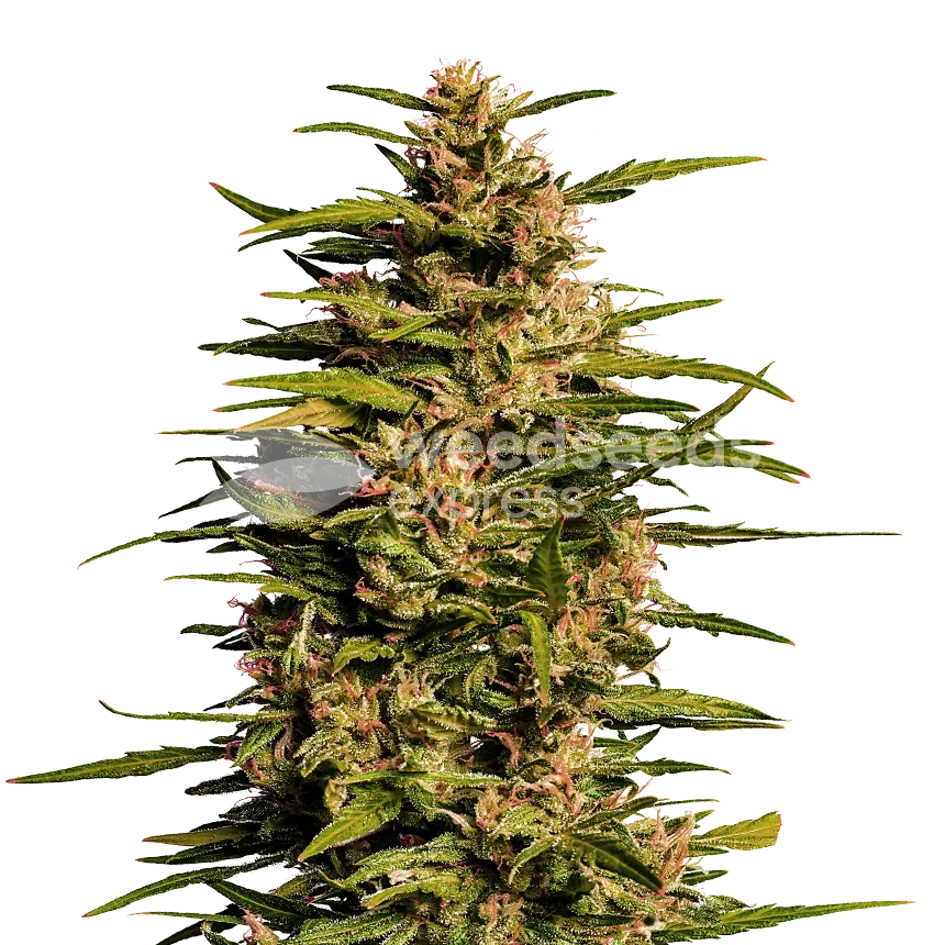Fruity Pebbles plant