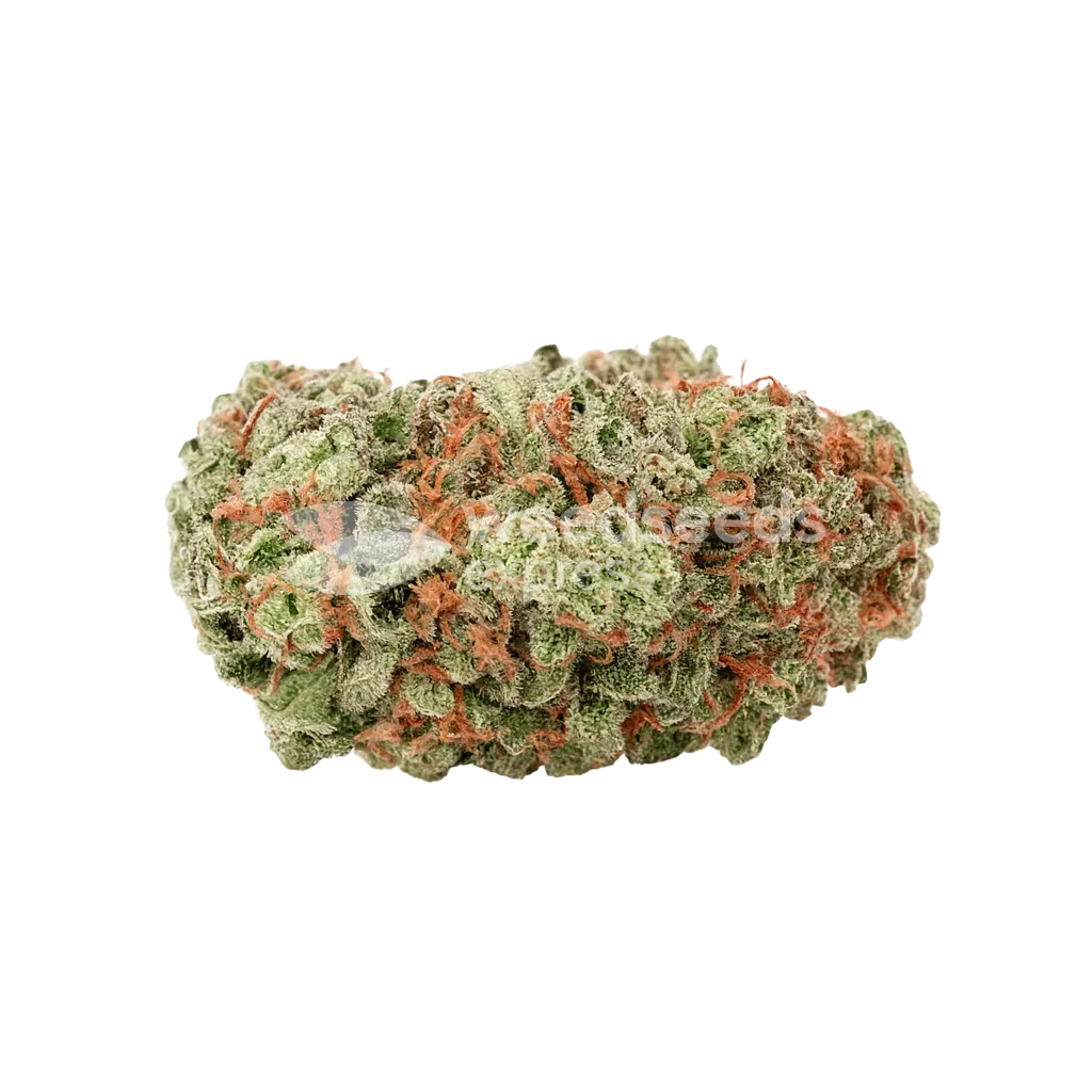 G13 Auto Bud
