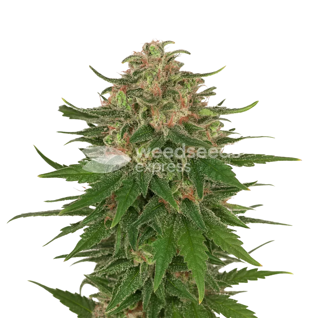G13 Auto Plant