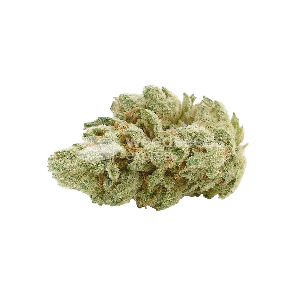 Gelato Auto Bud