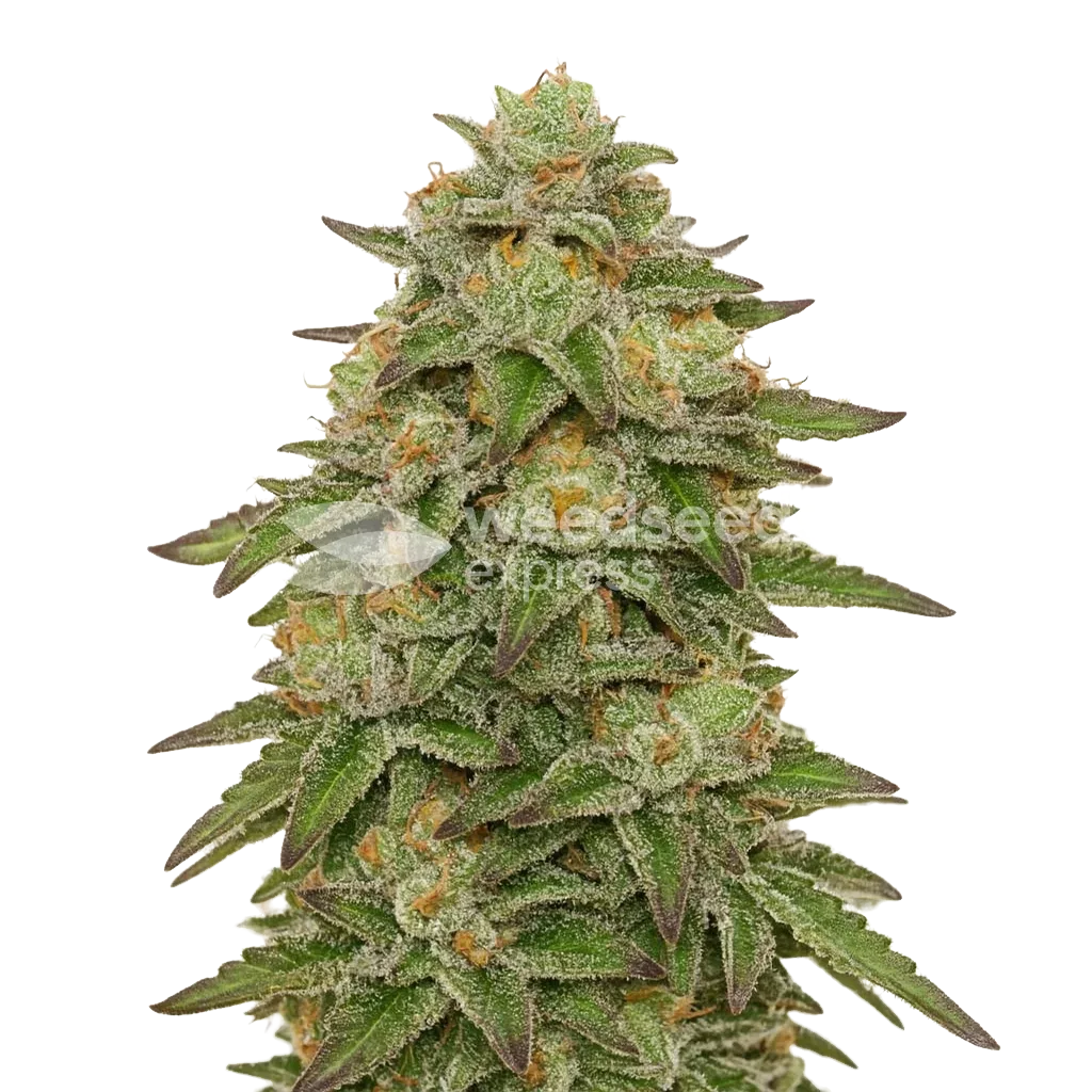 Gelato Auto Plant