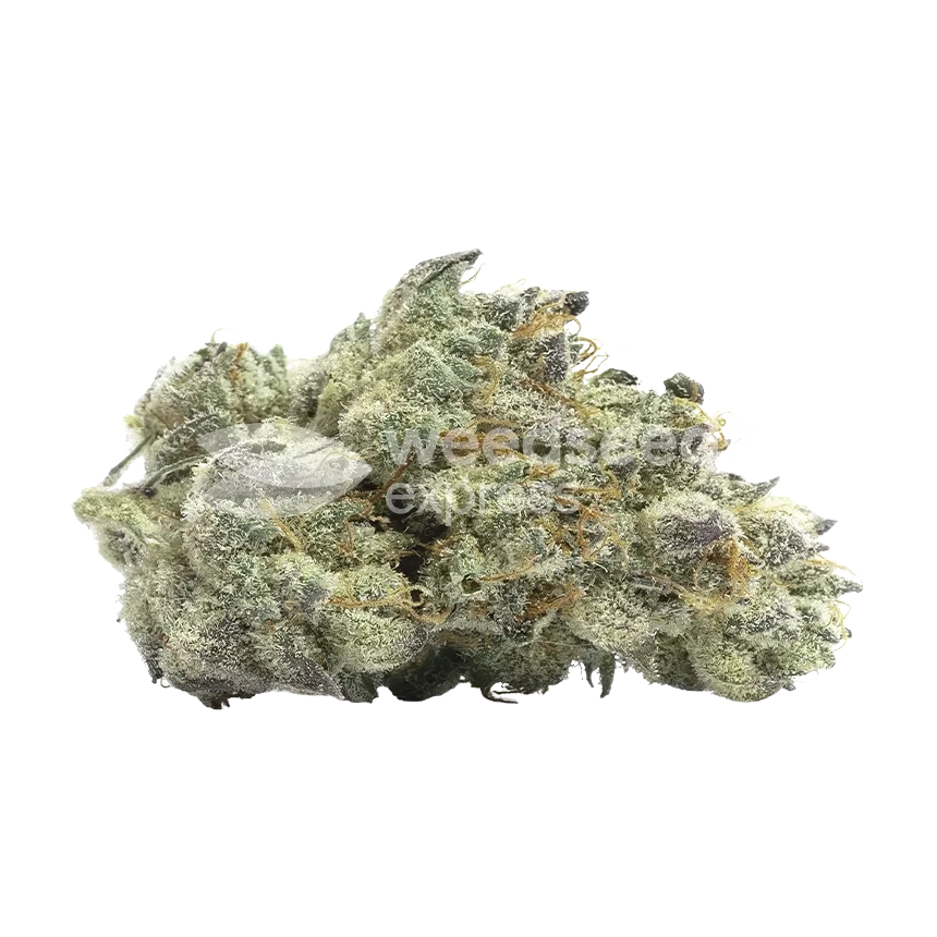 Gelonade Bud