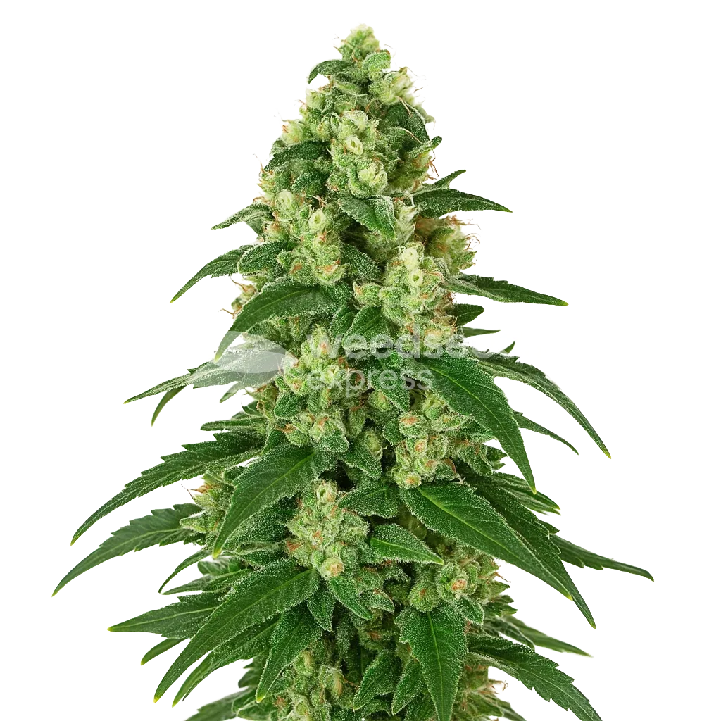 Girl Scout Cookies Auto Plant