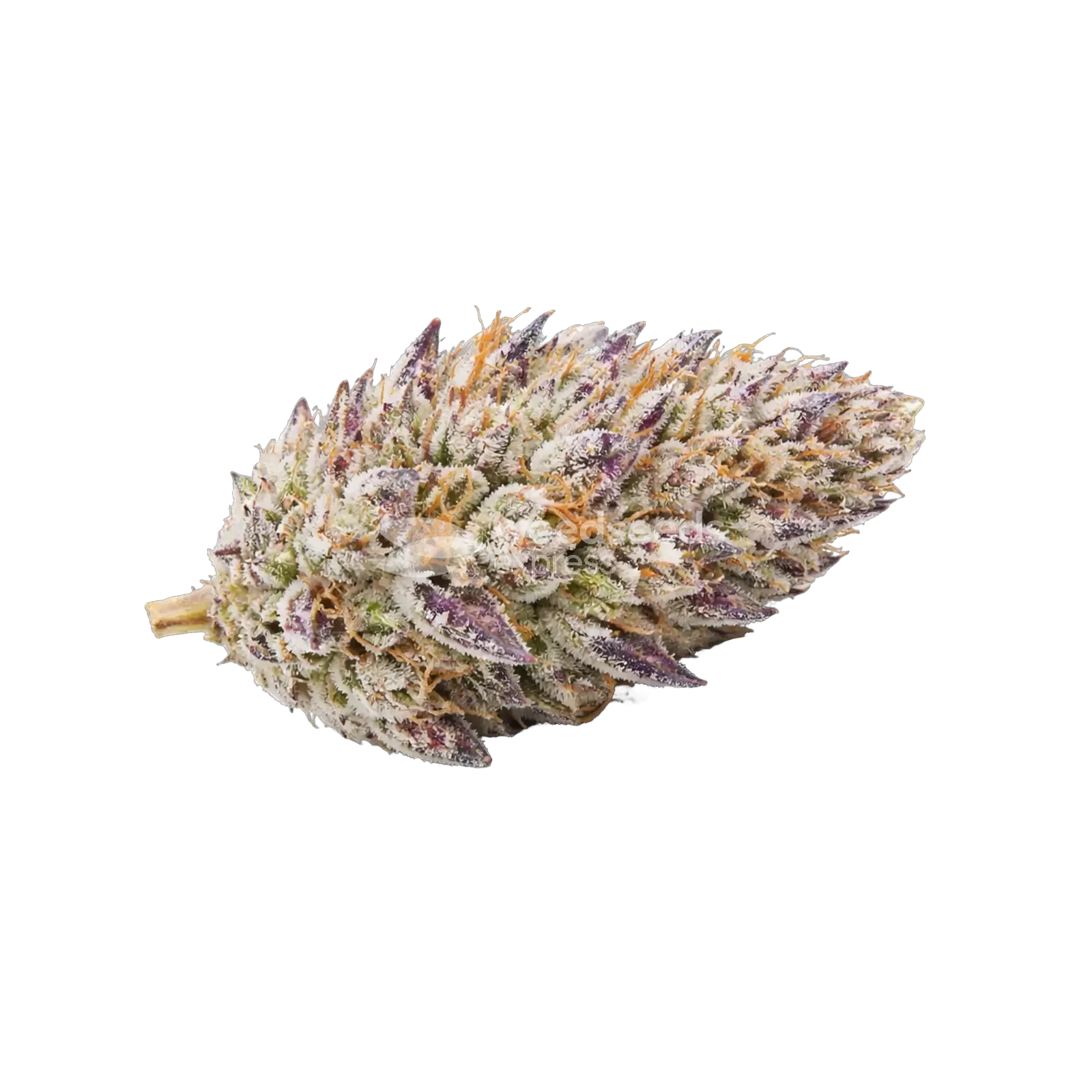 Glitter Bomb Cannabis Top