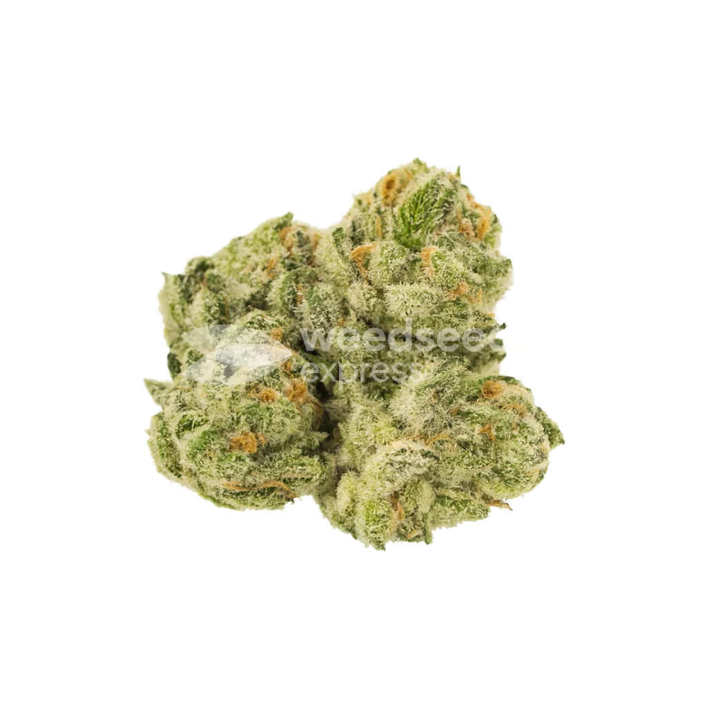 Glookies Auto Bud