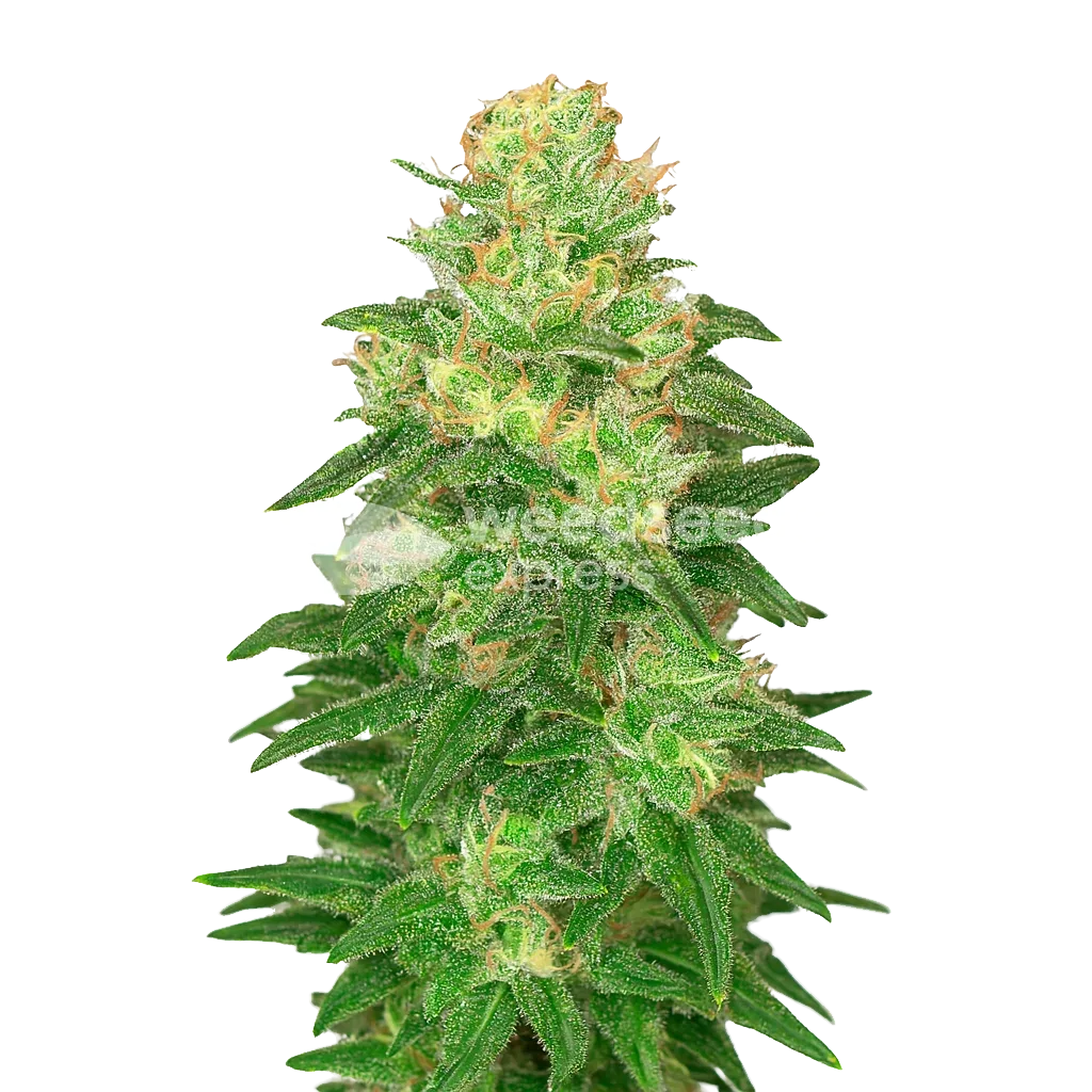 Glookies Auto Plant