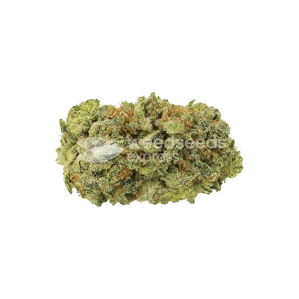 GMO Cookies Auto Bud