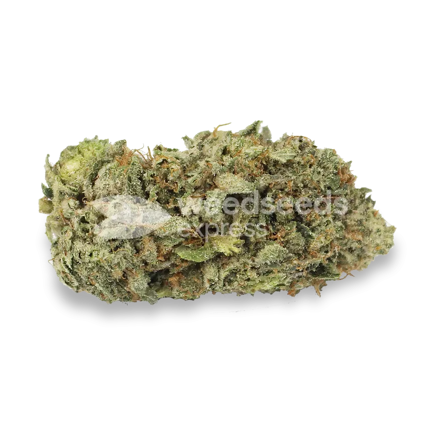 GMO Cookies top