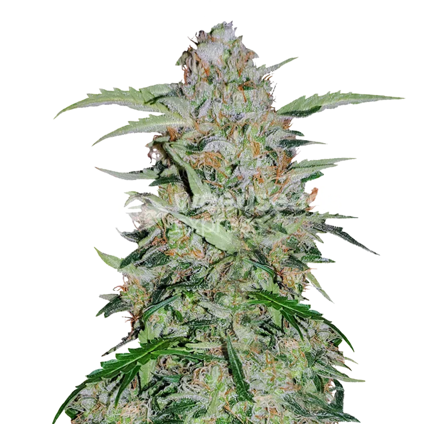 GMO Cookies plant