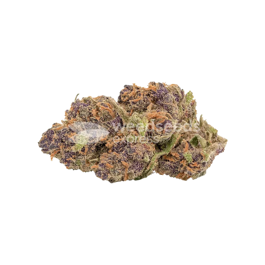 Godfather OG Auto Bud