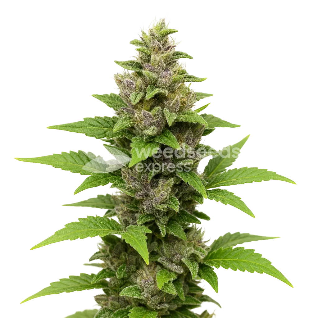 Godfather OG Auto Plant