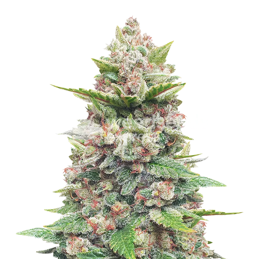 Gods Gift Plant