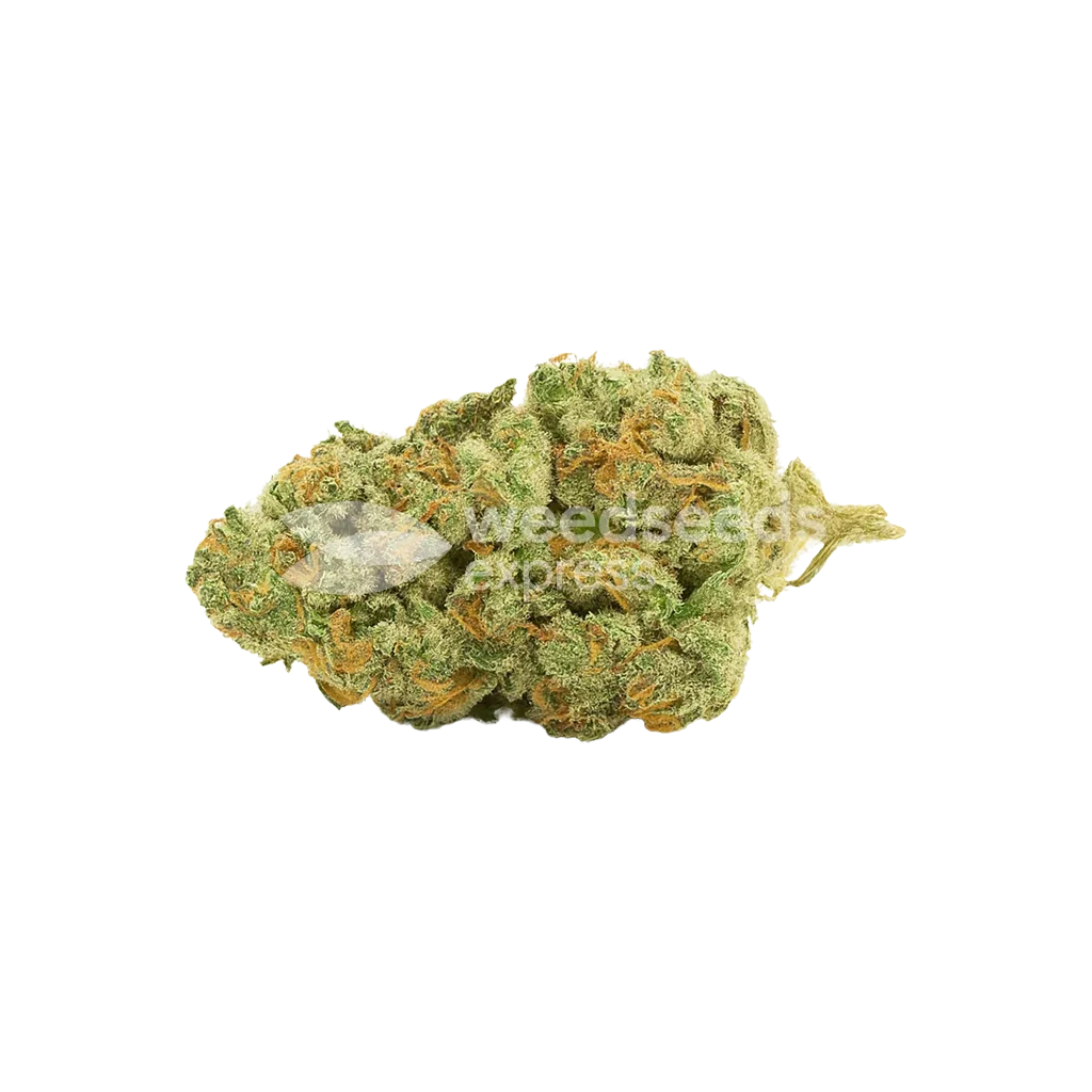 Gold Leaf Auto Bud