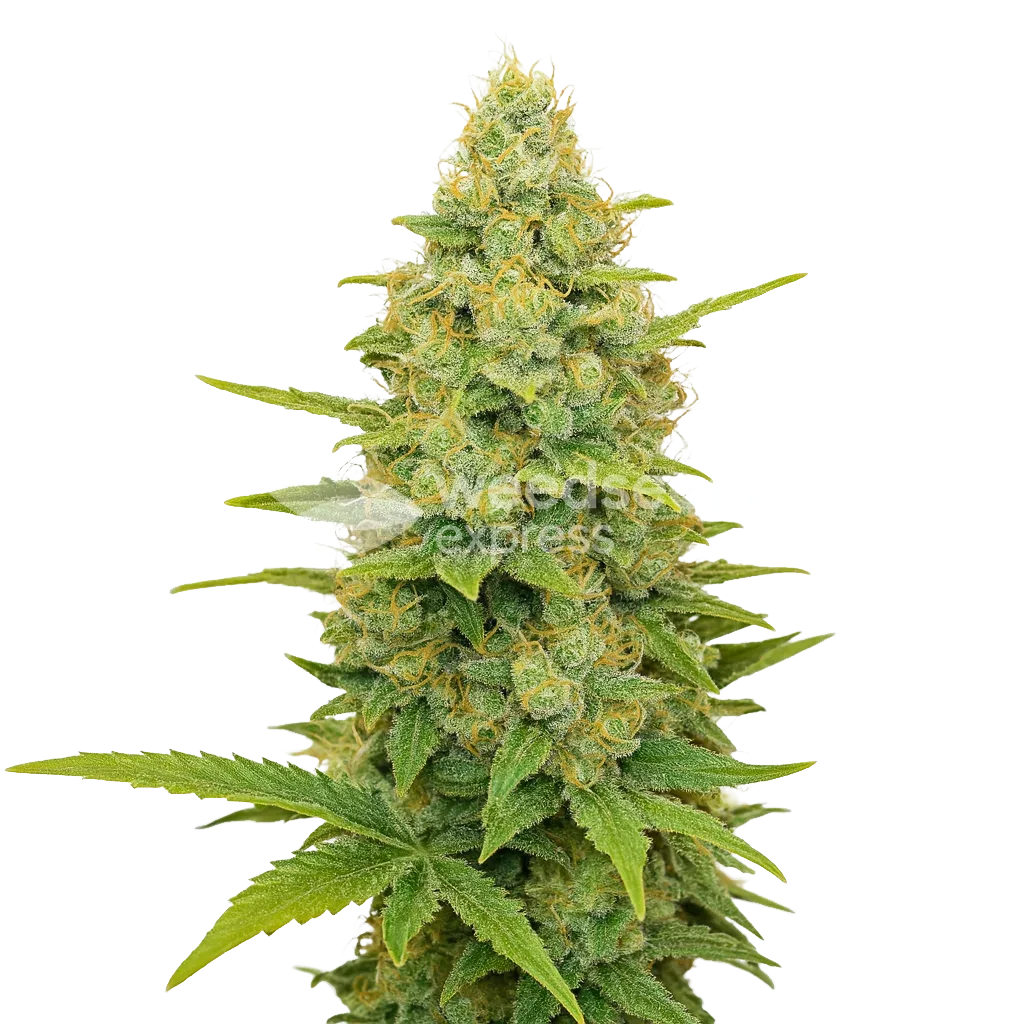 Gold Leaf Auto Plant