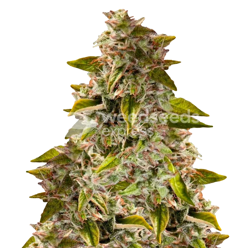 Golden Goat Plant